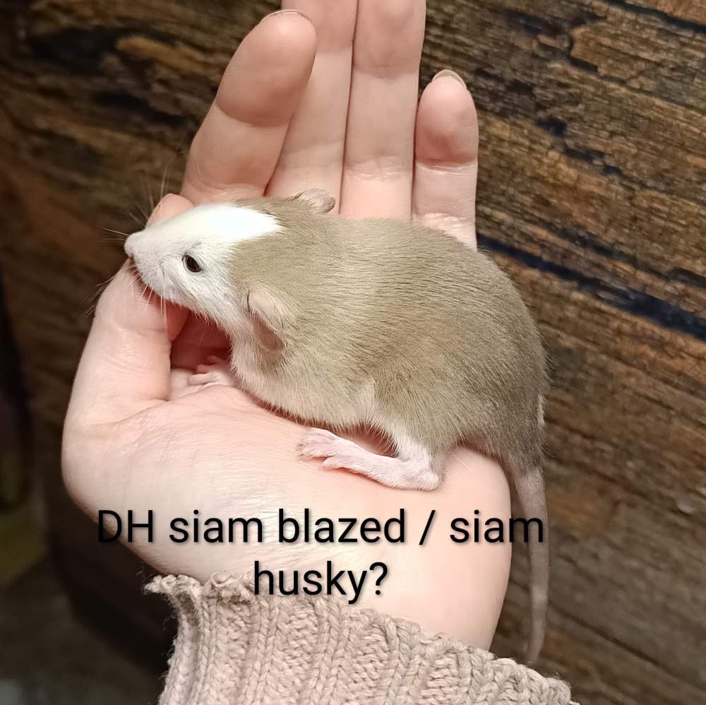 Fancy rat Available for rehoming Rattus norvegicus 