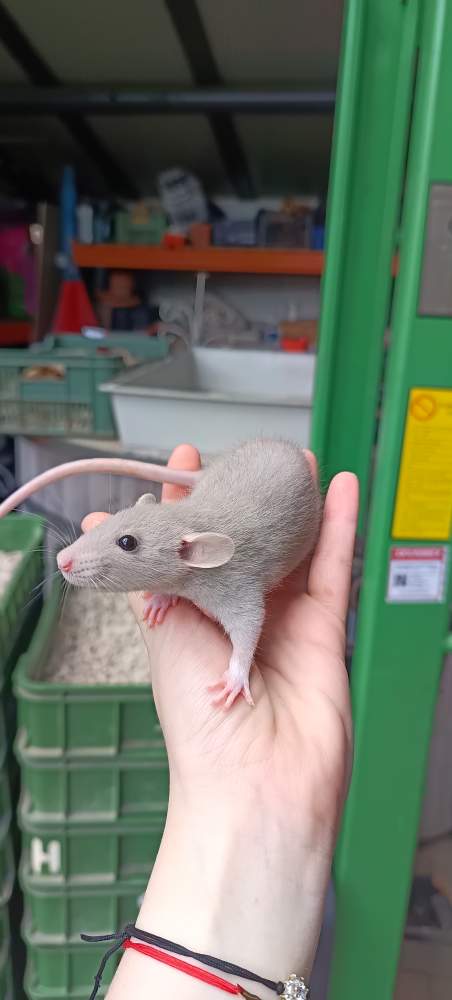 Fancy rat Available for rehoming Rattus norvegicus 