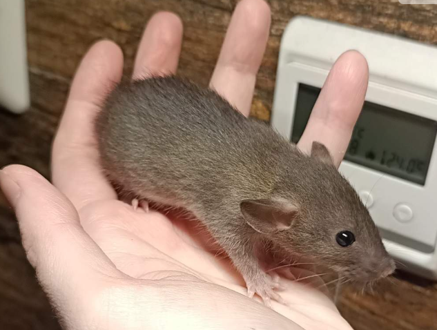 Fancy rat Available for rehoming Rattus norvegicus 