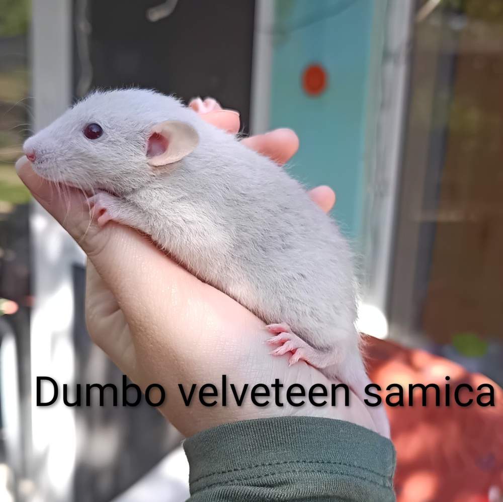 Fancy rat Available for rehoming Rattus norvegicus 