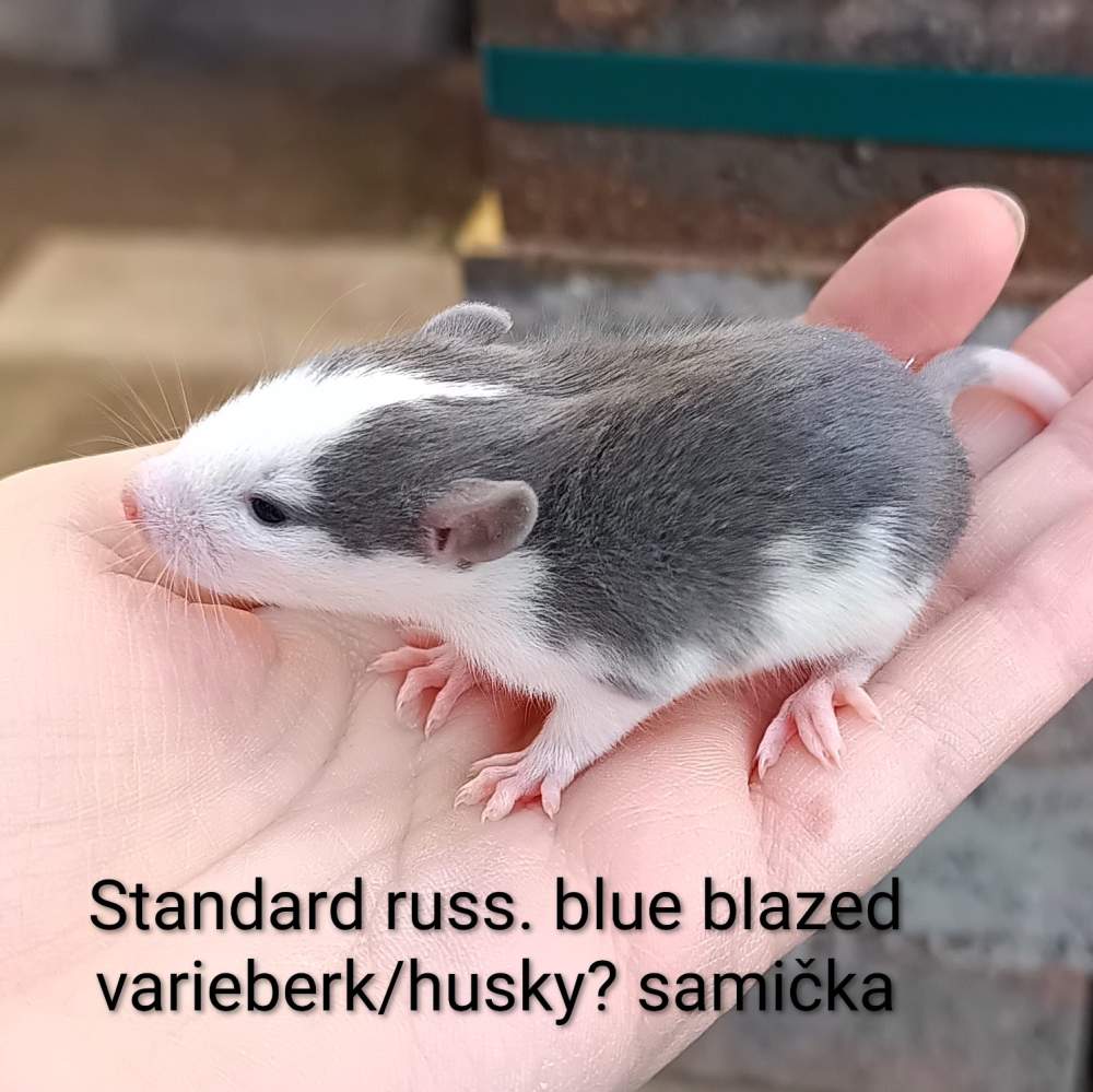 Fancy rat Available for rehoming Rattus norvegicus 