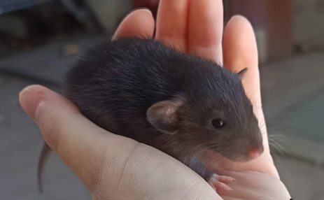Fancy rat Available for rehoming Rattus norvegicus 