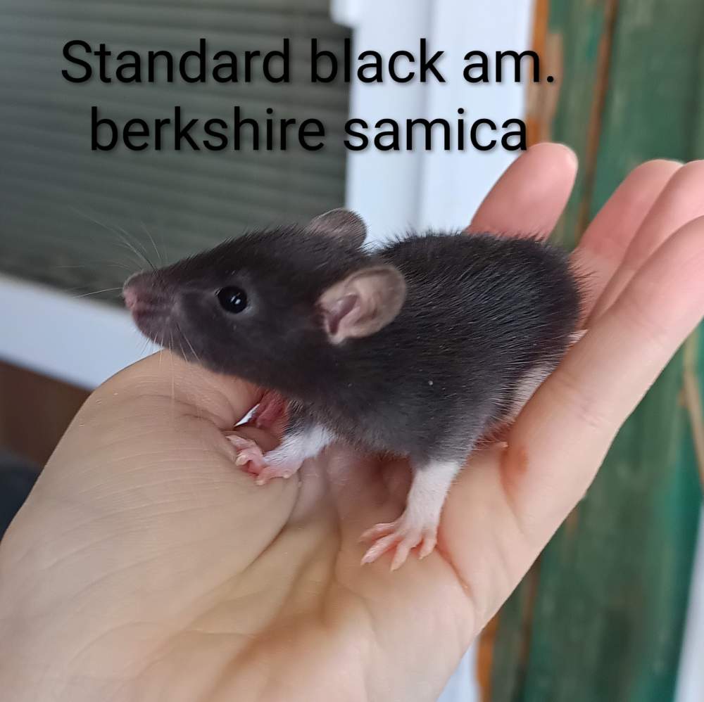 Fancy rat Available for rehoming Rattus norvegicus 