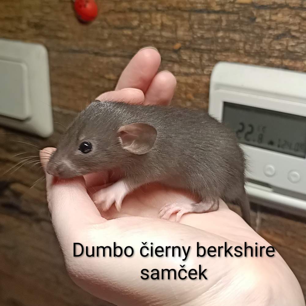 Fancy rat Available for rehoming Rattus norvegicus 