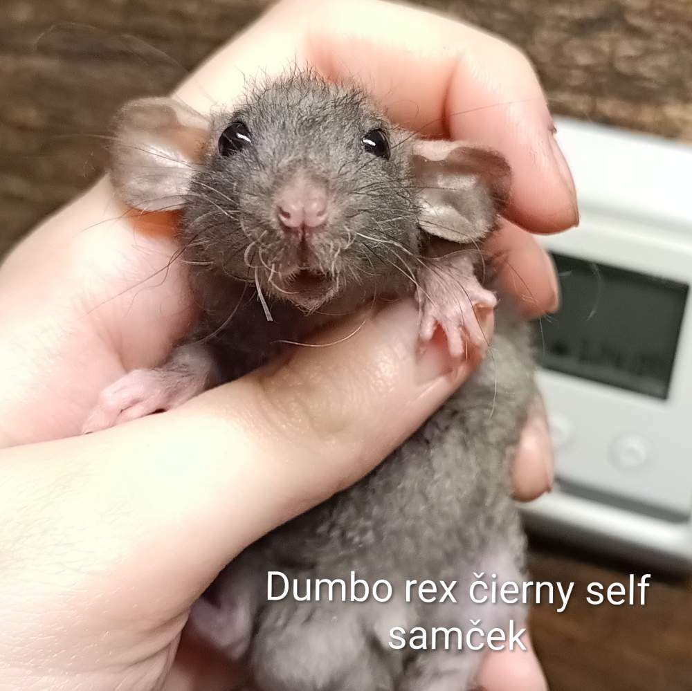 Fancy rat Available for rehoming Rattus norvegicus 