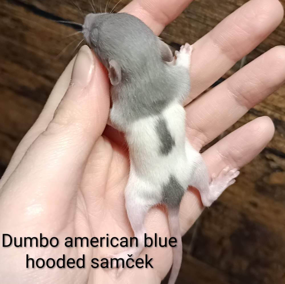 Fancy rat Available for rehoming Rattus norvegicus 