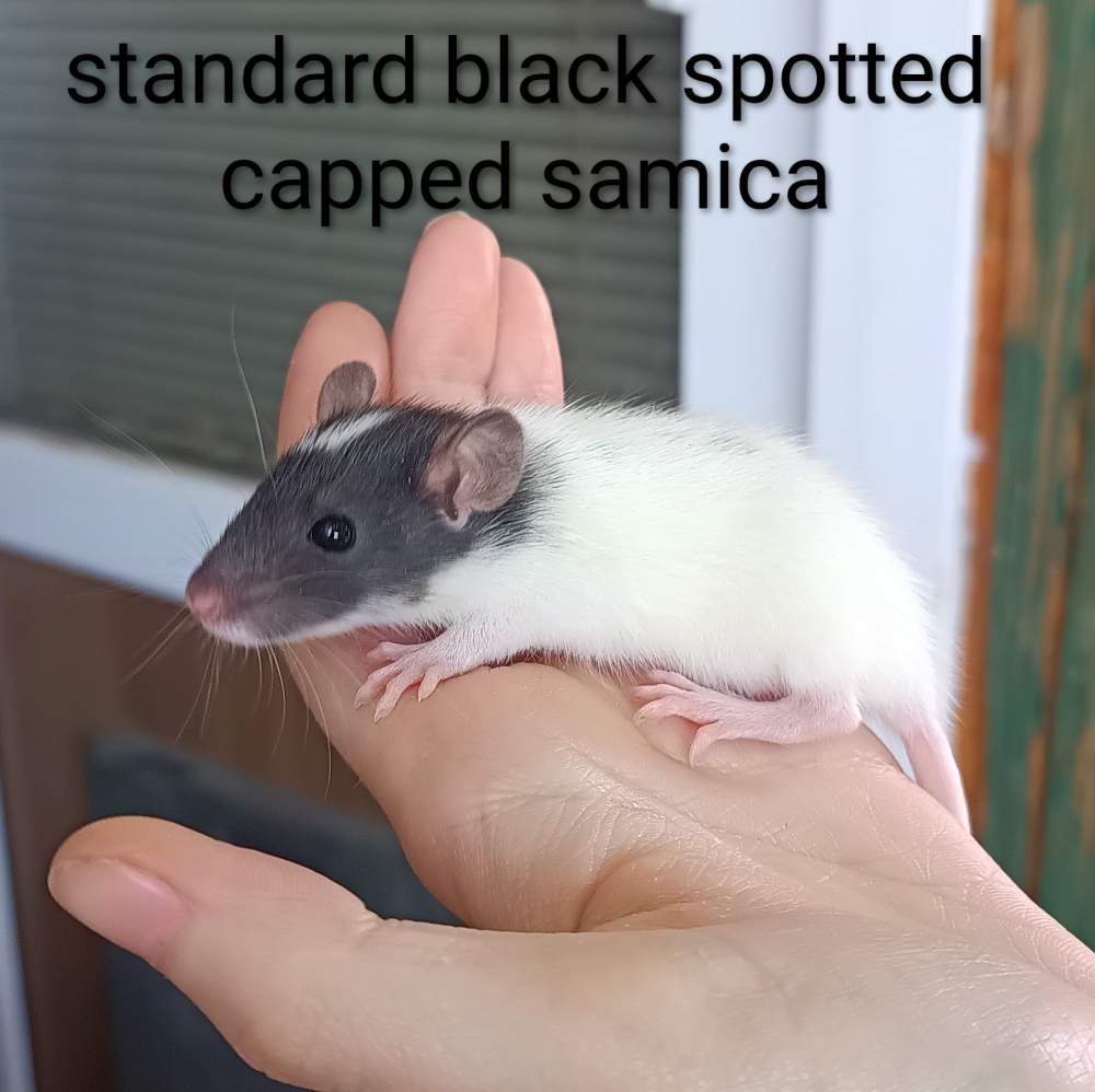 Fancy rat Available for rehoming Rattus norvegicus 