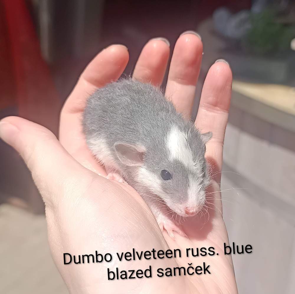 Fancy rat Available for rehoming Rattus norvegicus 