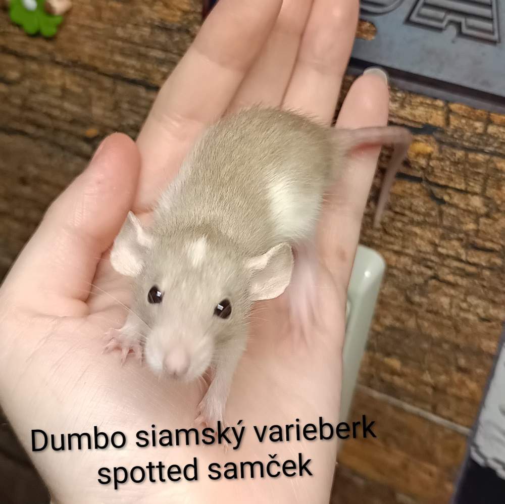 Fancy rat Available for rehoming Rattus norvegicus 