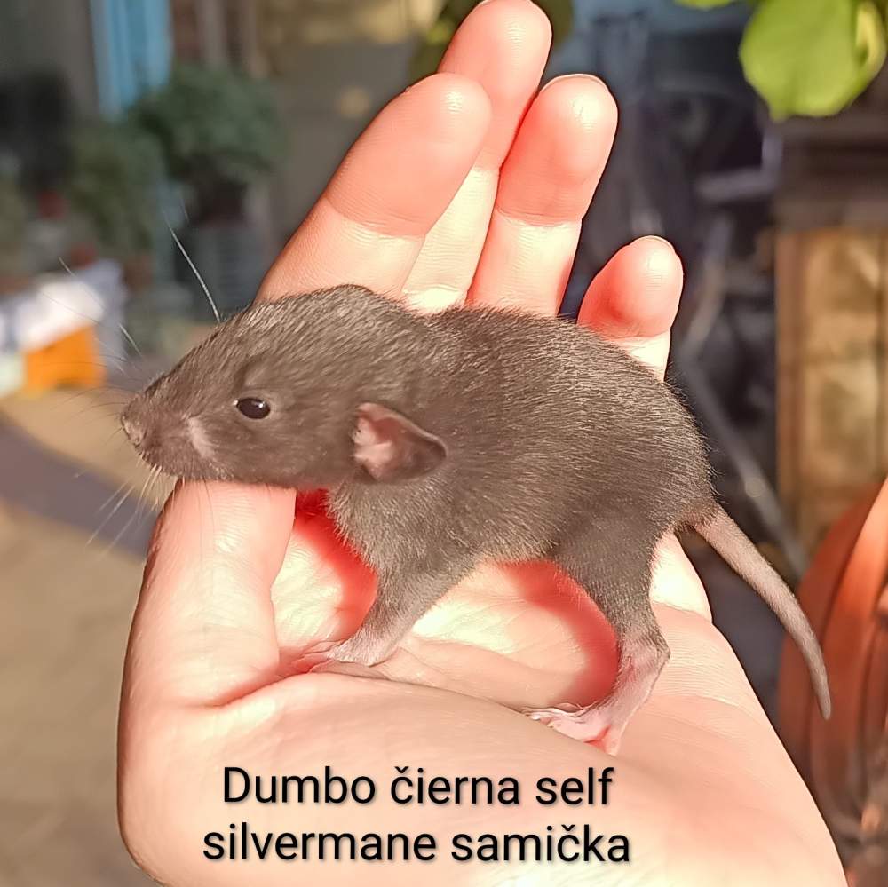 Fancy rat Available for rehoming Rattus norvegicus 