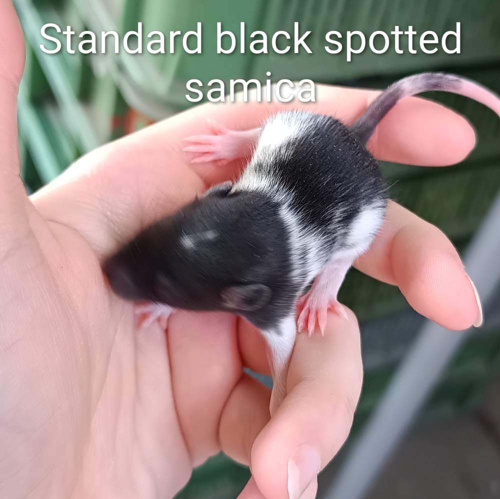 Fancy rat Available for rehoming Rattus norvegicus 