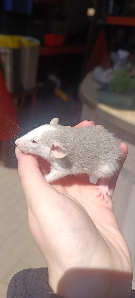 Fancy rat Available for rehoming Rattus norvegicus 