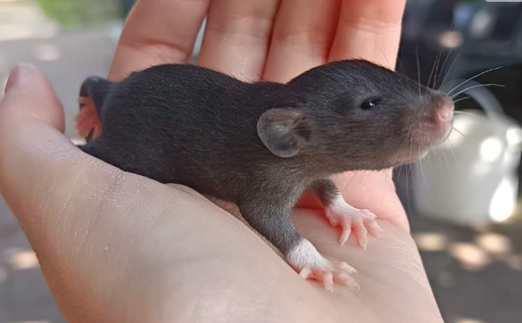 Fancy rat Available for rehoming Rattus norvegicus 