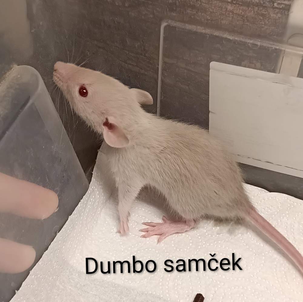 Fancy rat Available for rehoming Rattus norvegicus 