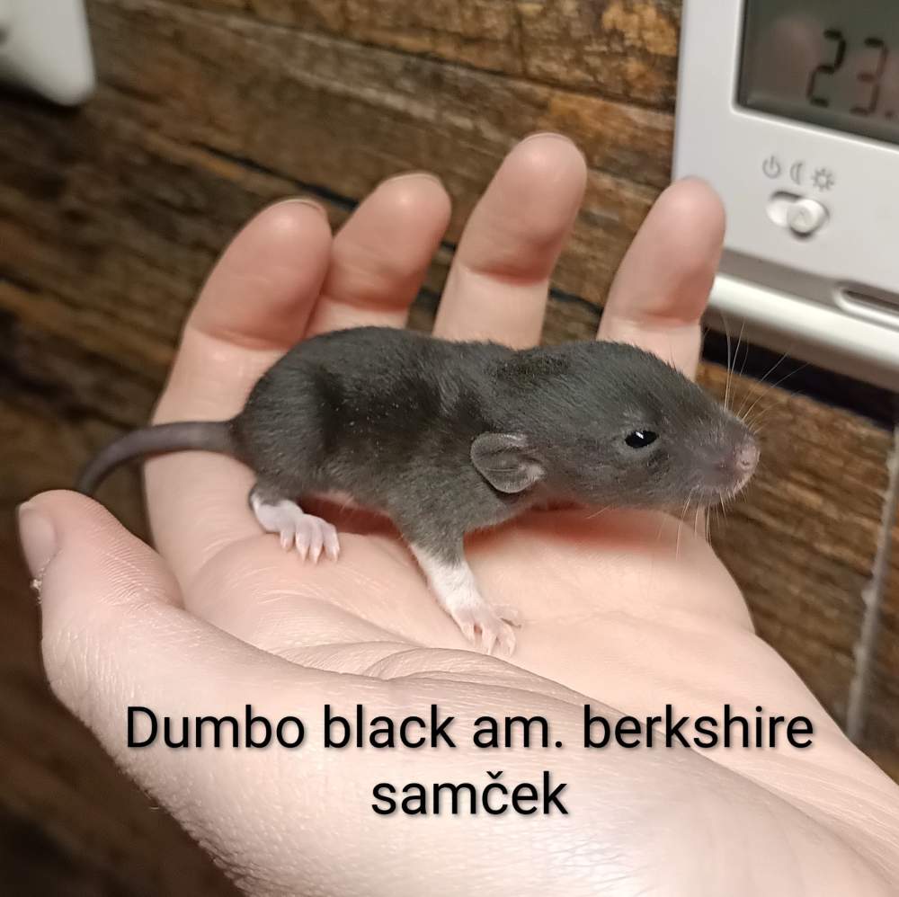 Fancy rat Available for rehoming Rattus norvegicus 