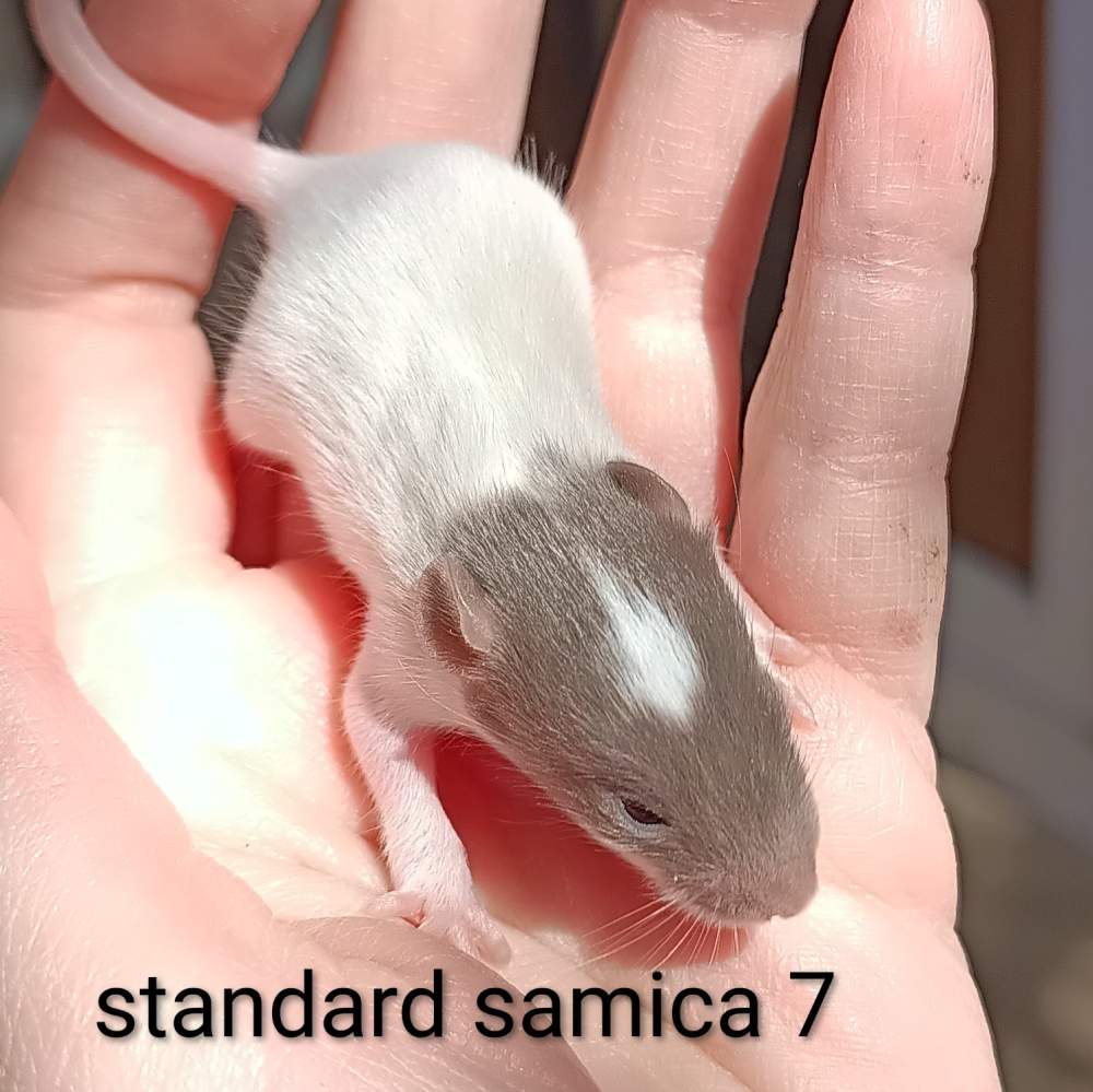 Fancy rat Available for rehoming Rattus norvegicus 