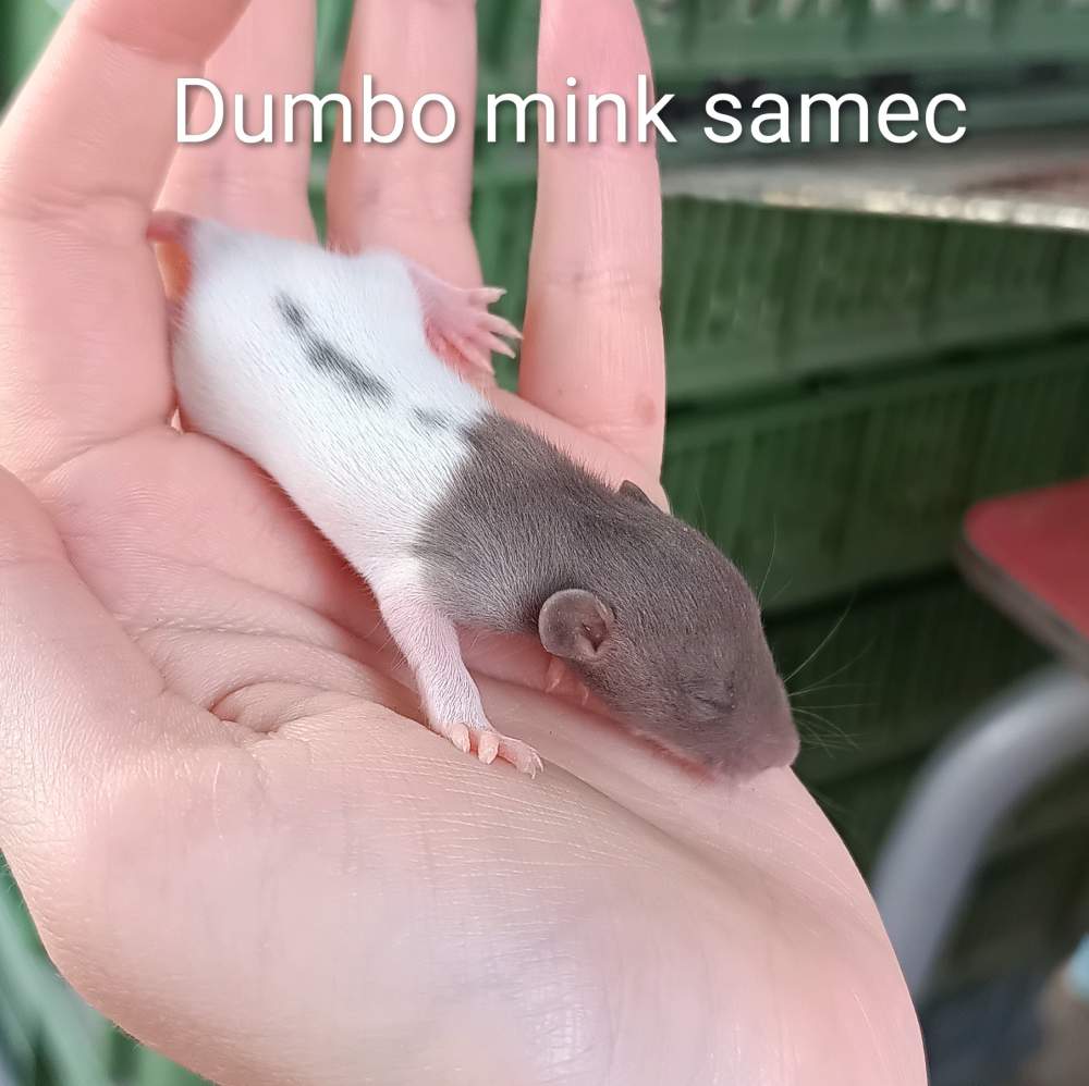 Fancy rat Available for rehoming Rattus norvegicus 