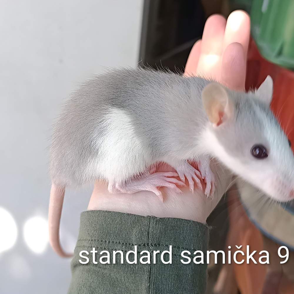 Fancy rat Available for rehoming Rattus norvegicus 