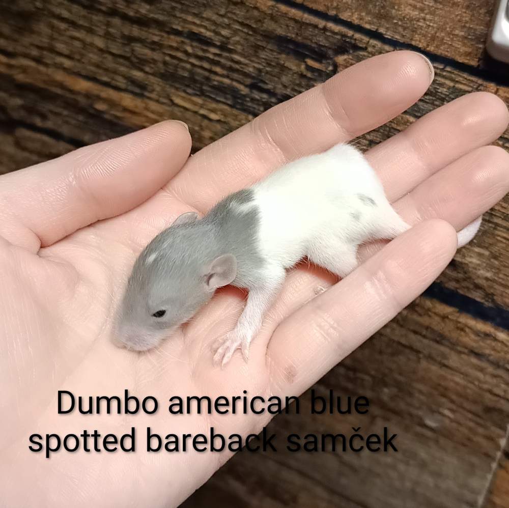 Fancy rat Available for rehoming Rattus norvegicus 