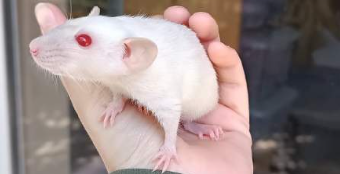 Fancy rat Available for rehoming Rattus norvegicus 