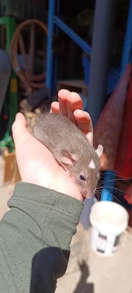 Fancy rat Available for rehoming Rattus norvegicus 