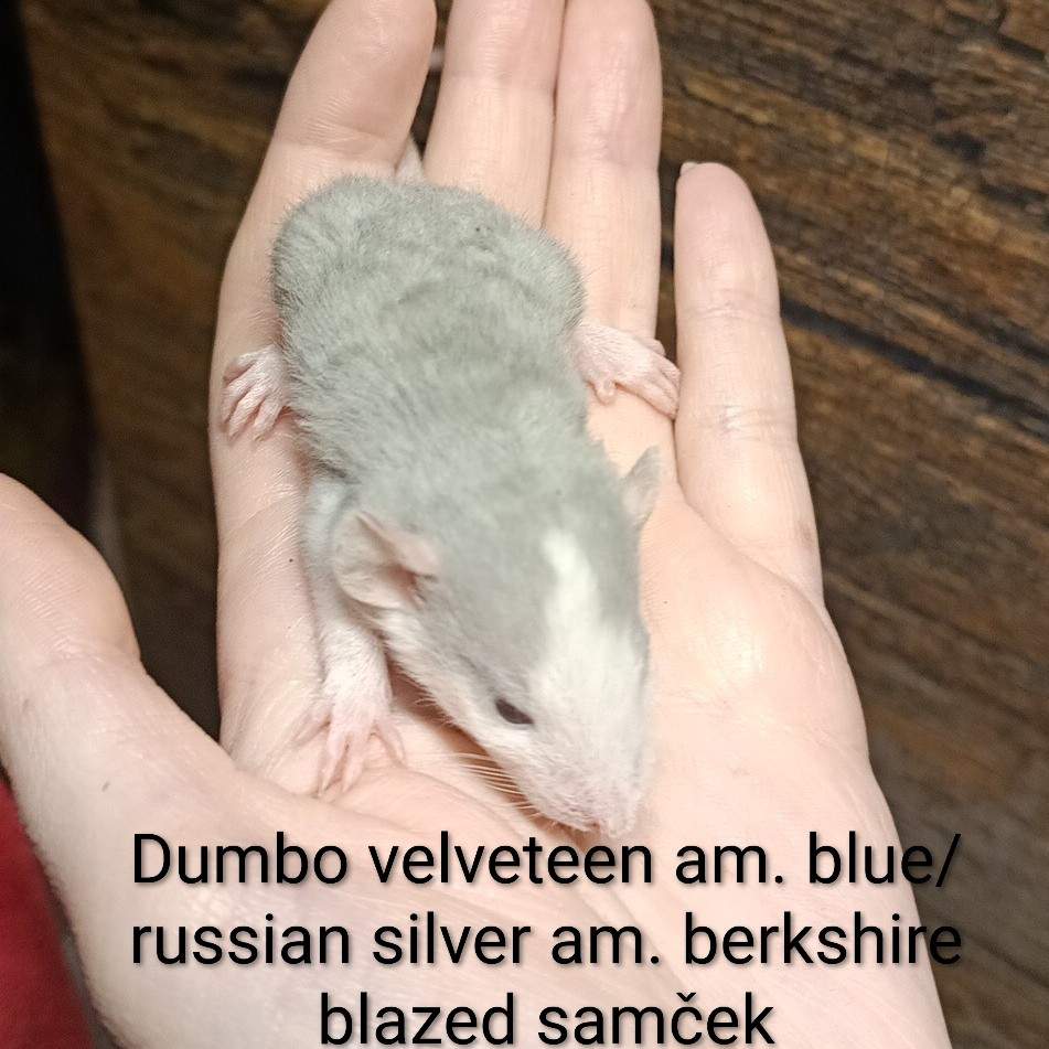 Fancy rat Available for rehoming Rattus norvegicus 