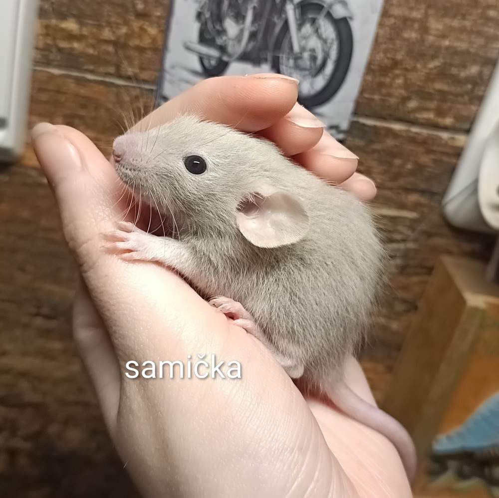 Fancy rat Breeder Rattus norvegicus 