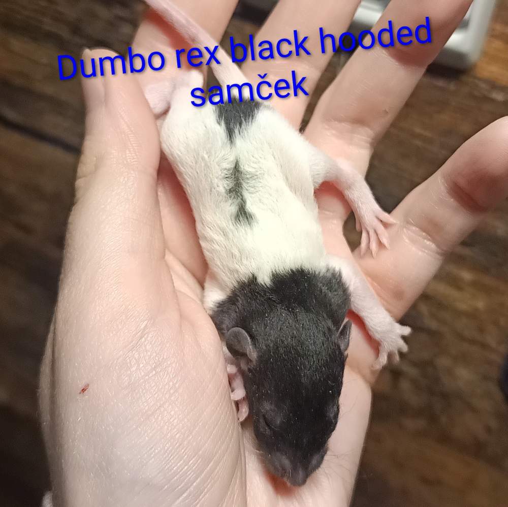 Fancy rat Available for rehoming Rattus norvegicus 