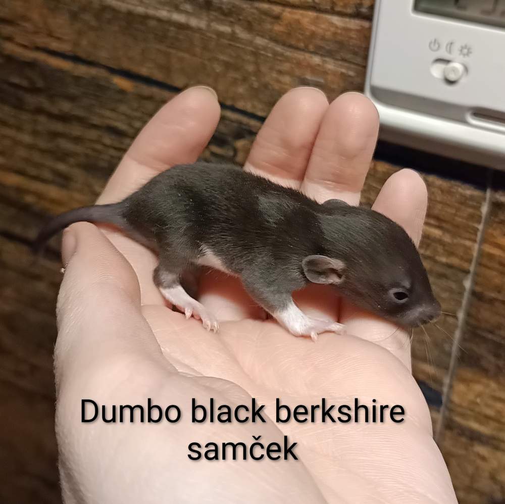 Fancy rat Available for rehoming Rattus norvegicus 