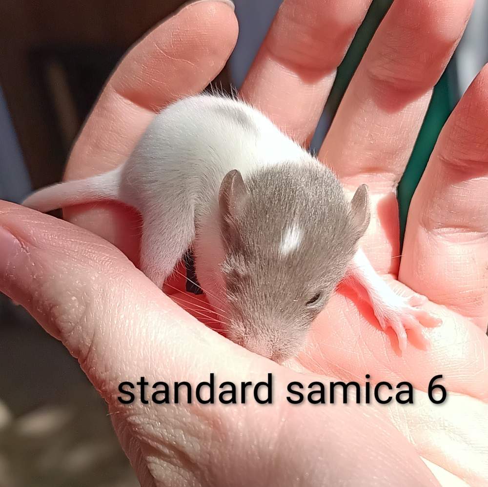 Fancy rat Available for rehoming Rattus norvegicus 