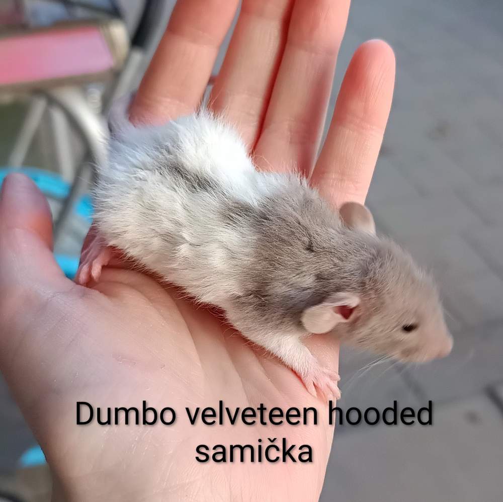 Fancy rat Available for rehoming Rattus norvegicus 