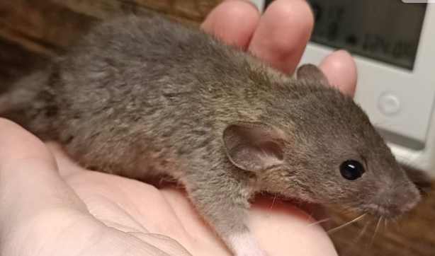 Fancy rat Available for rehoming Rattus norvegicus 