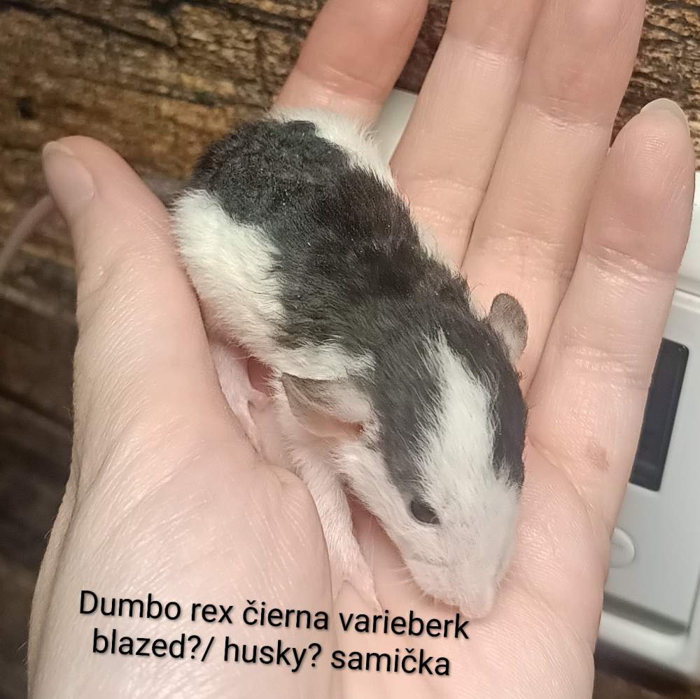 Fancy rat Available for rehoming Rattus norvegicus 