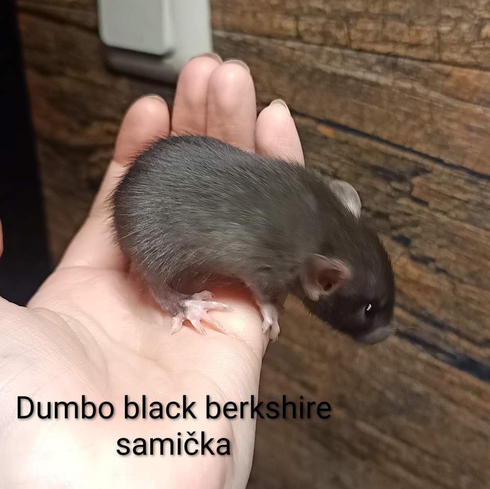 Fancy rat Available for rehoming Rattus norvegicus 