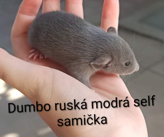 Fancy rat Available for rehoming Rattus norvegicus 