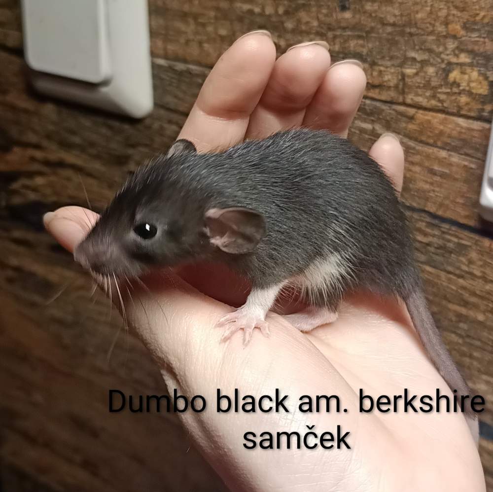 Fancy rat Available for rehoming Rattus norvegicus 