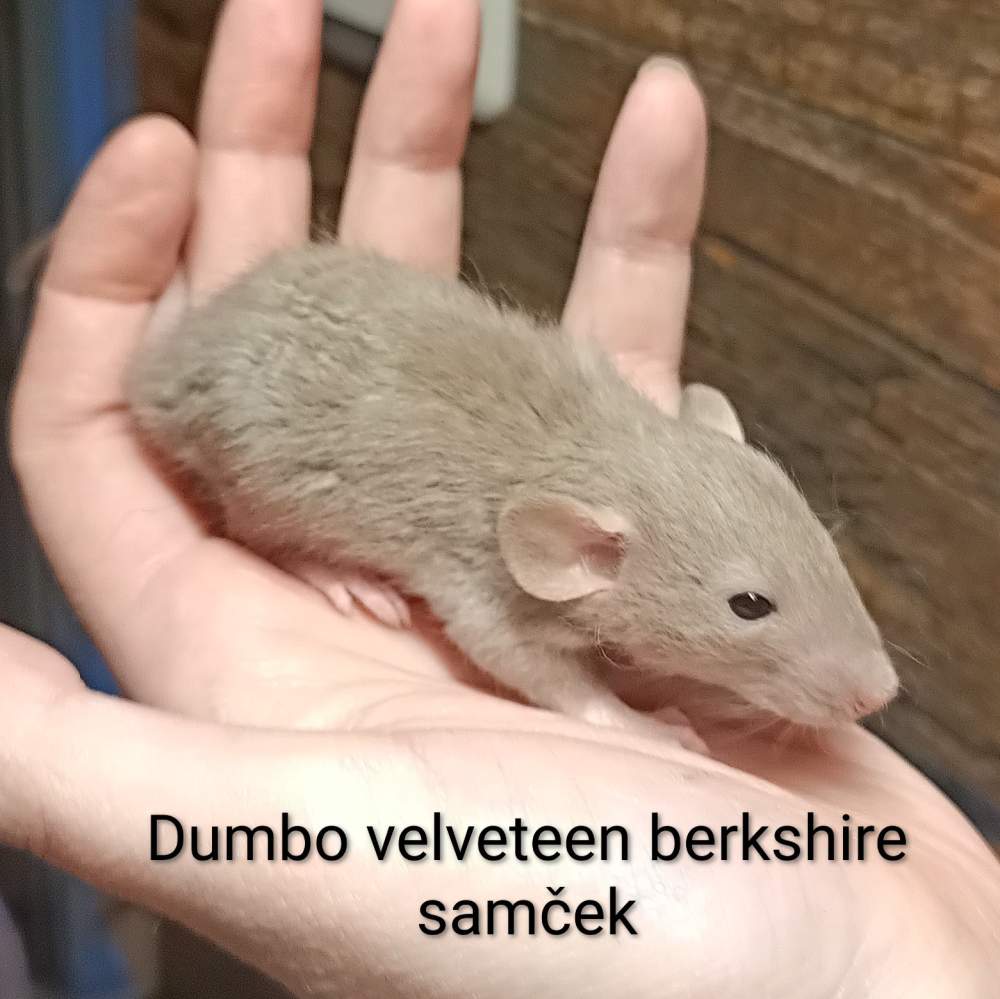 Fancy rat Available for rehoming Rattus norvegicus 