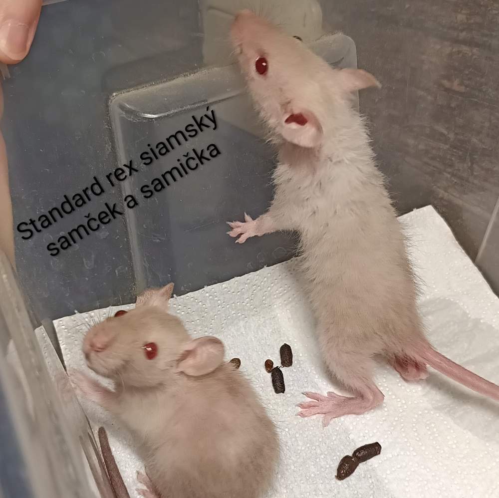 Fancy rat Available for rehoming Rattus norvegicus 