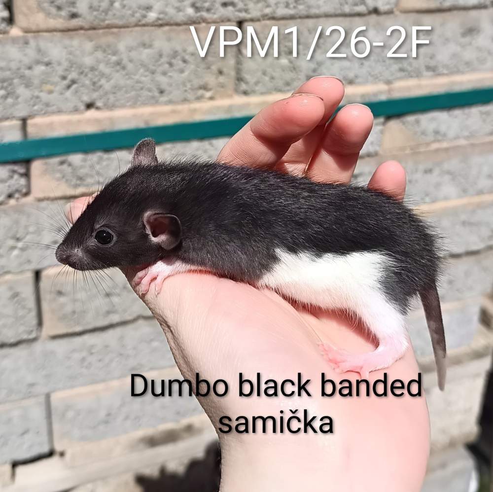 Fancy rat Available for rehoming Rattus norvegicus 