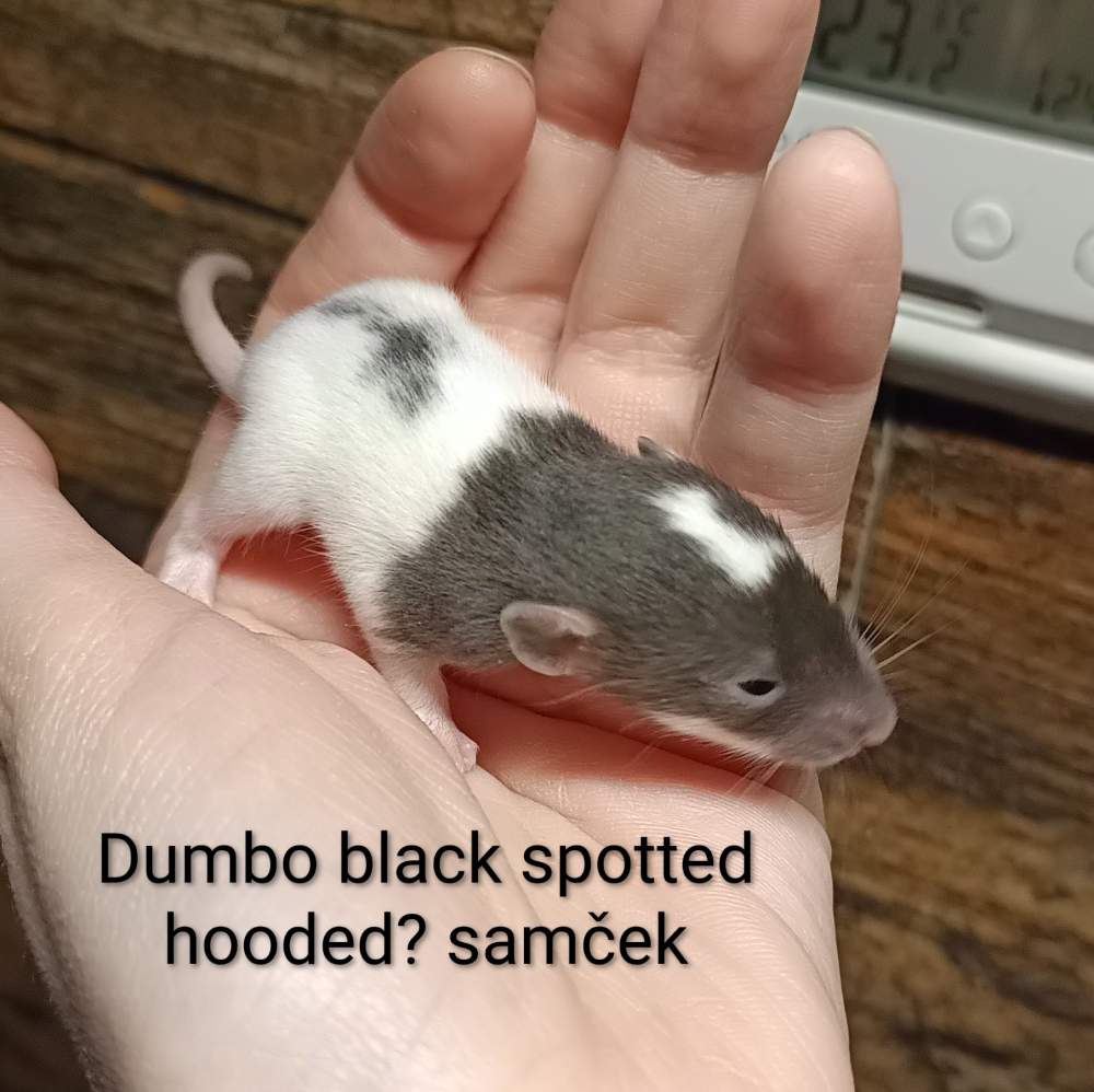 Fancy rat Available for rehoming Rattus norvegicus 