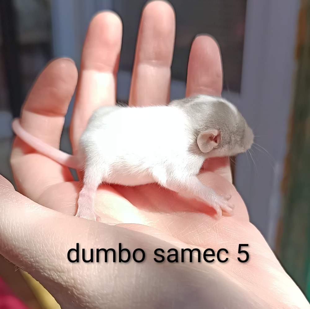 Fancy rat Available for rehoming Rattus norvegicus 