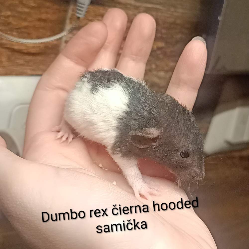 Fancy rat Available for rehoming Rattus norvegicus 