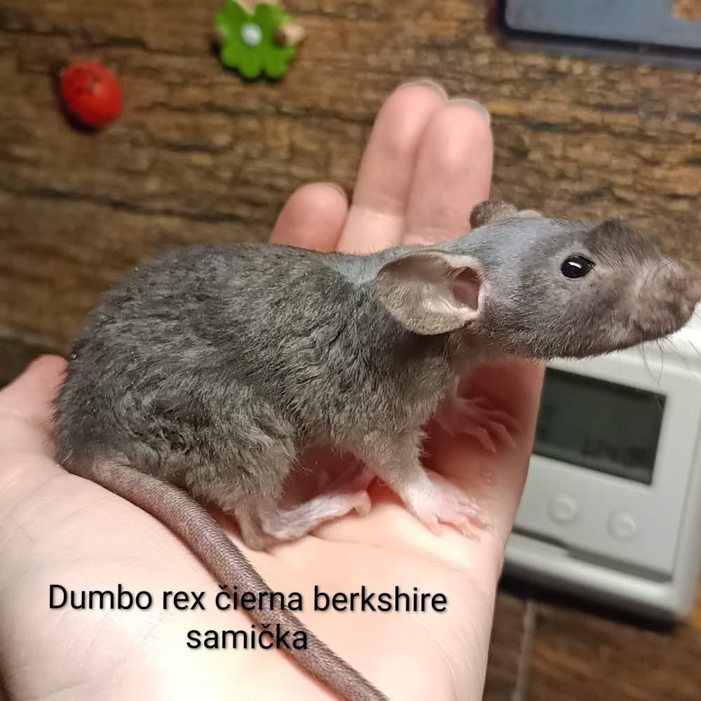 Fancy rat Available for rehoming Rattus norvegicus 