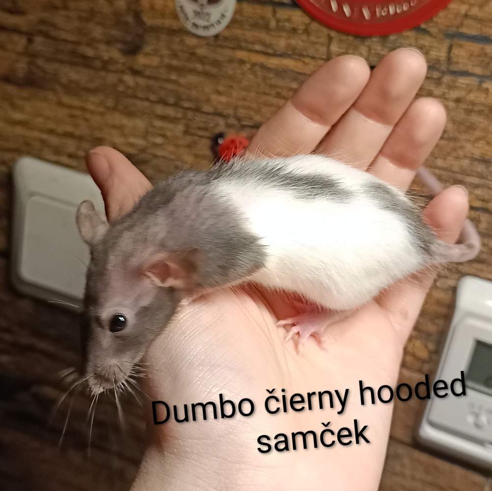 Fancy rat Available for rehoming Rattus norvegicus 