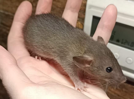 Fancy rat Available for rehoming Rattus norvegicus 