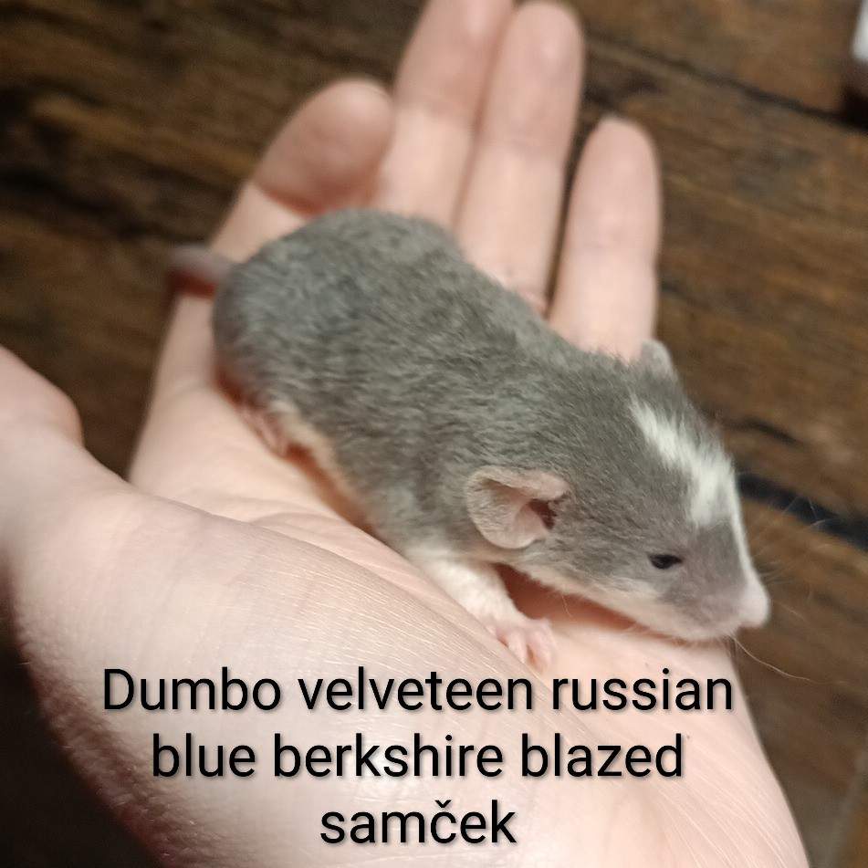 Fancy rat Available for rehoming Rattus norvegicus 