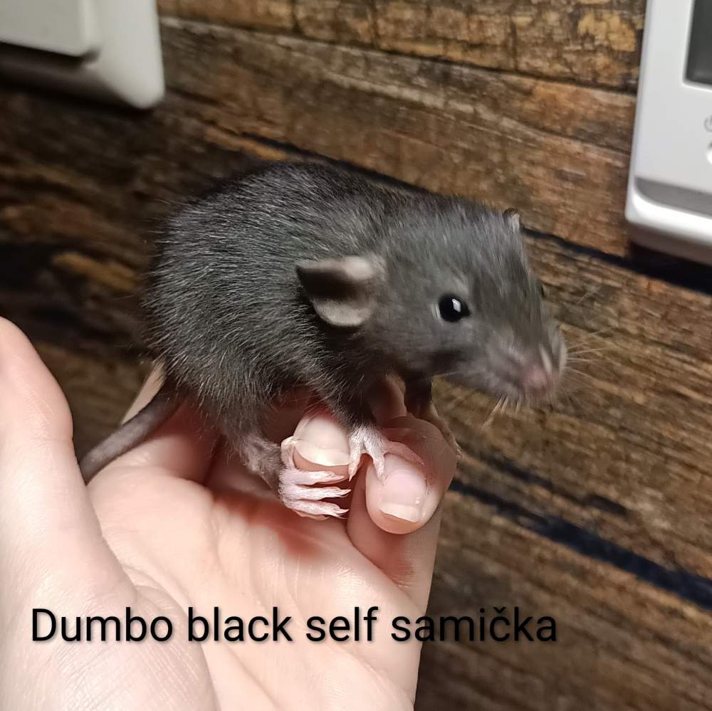 Fancy rat Available for rehoming Rattus norvegicus 