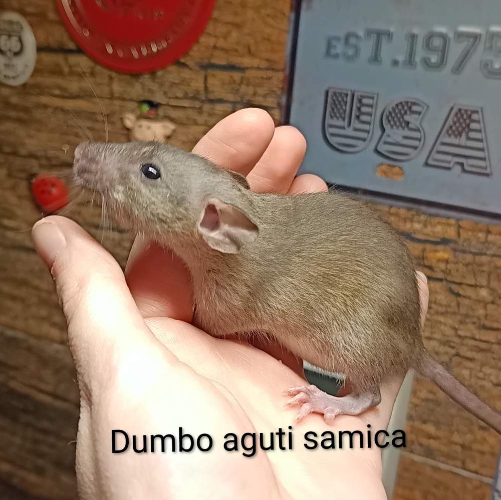 Fancy rat Available for rehoming Rattus norvegicus 