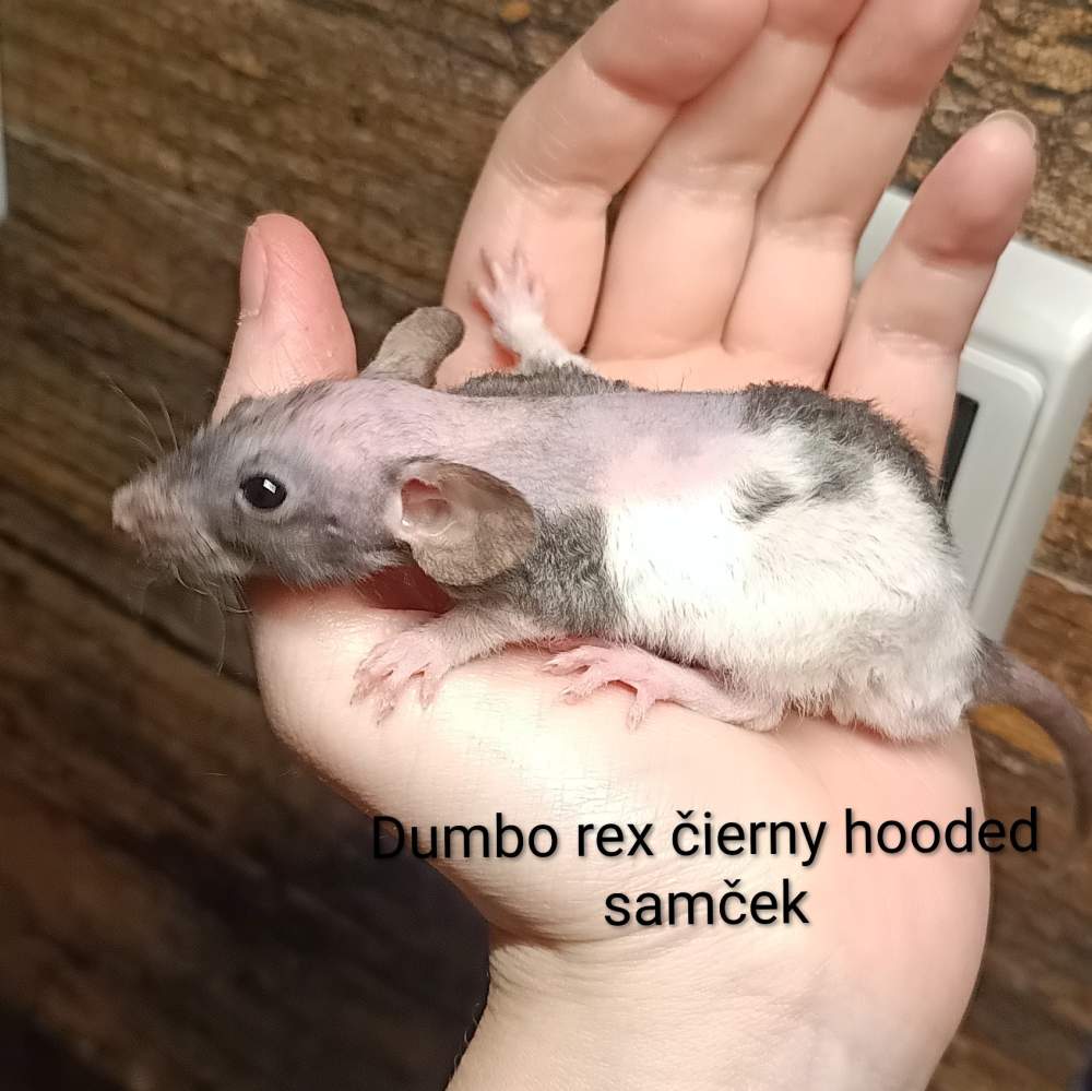 Fancy rat Available for rehoming Rattus norvegicus 