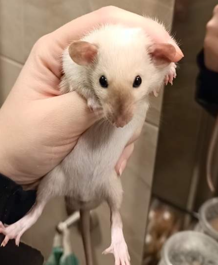 Fancy rat Available for rehoming Rattus norvegicus 